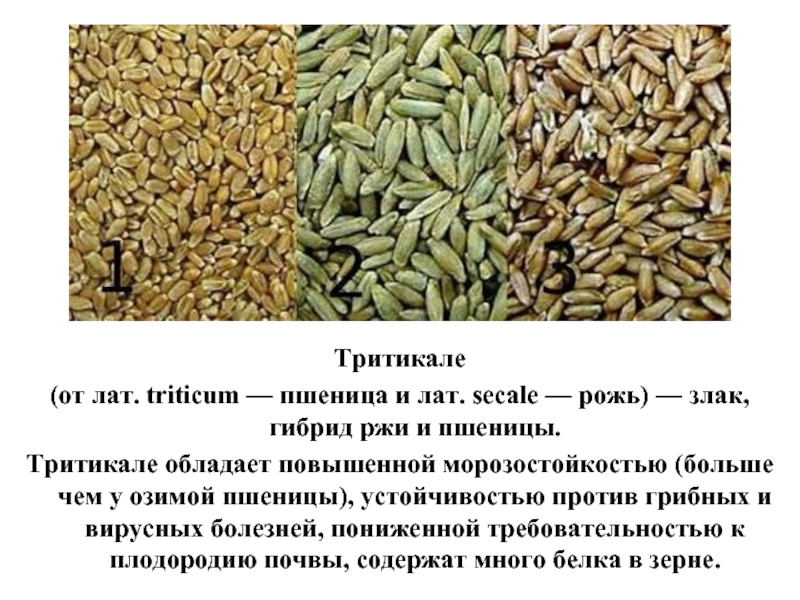 Тритикале  (от лат. triticum — пшеница и лат. secale — рожь)