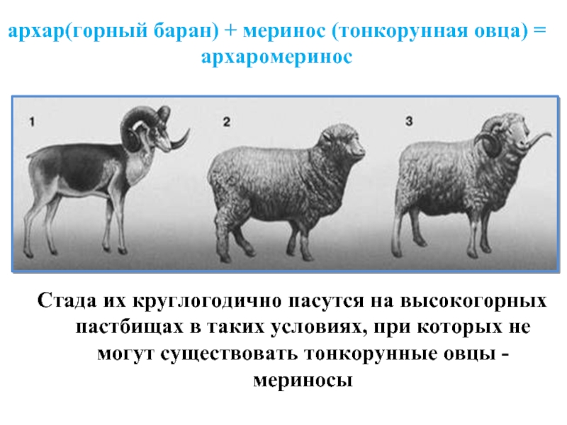 архар(горный баран) + меринос (тонкорунная овца) = архаромеринос  Стада их круглогодично