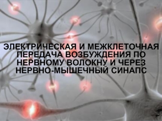 Электрическая и межклеточная передача возбуждения по нервному волокну и через нервномышечный синапс