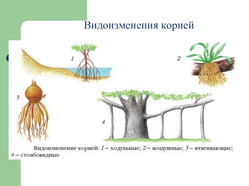 Видоизмененные корни презентация