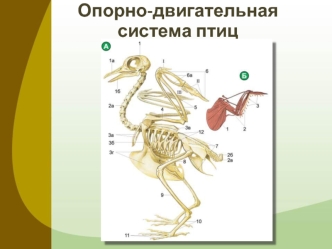 Опорно-двигательная система птиц