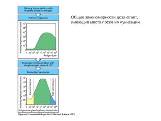 Общие закономерности доза-ответ, имеющие место после иммунизации (иммунология, лекция 12)