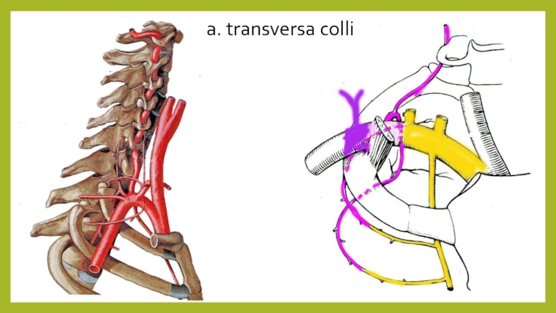 Dei colli. Артерия transversa Colli. R descendens a transversa Colli. V transversa Colli. A transversa Colli отходит от.