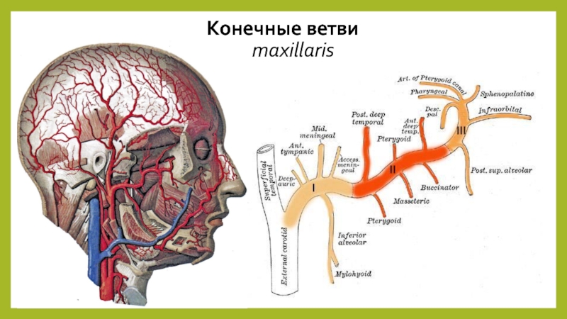 A maxillaris