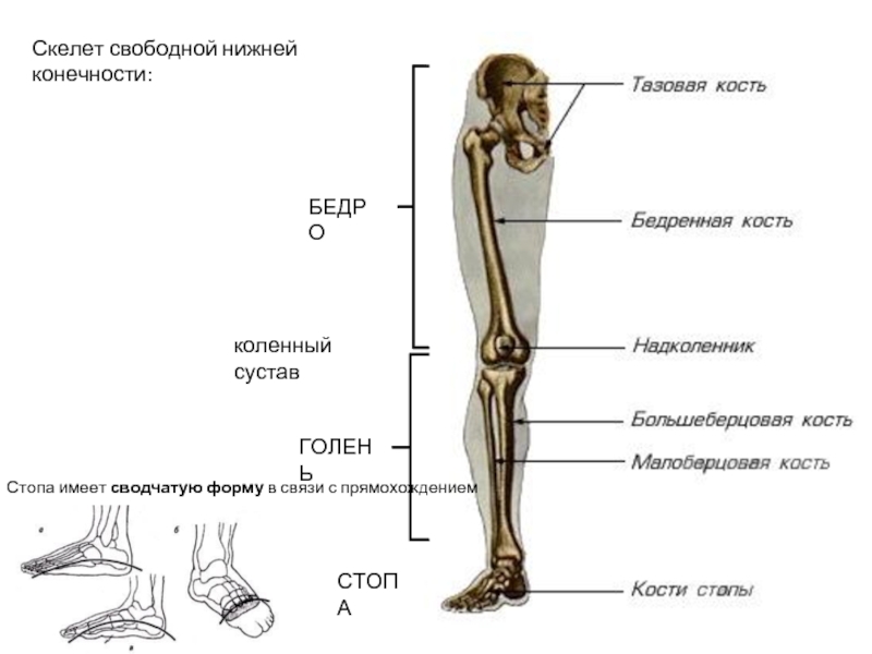 Соединение кости нижней конечности. Соединение костей скелета нижней конечности. Скелет свободной нижней конечности. Строение и соединение костей нижней конечности. Скелет нижних конечностей человека суставы.