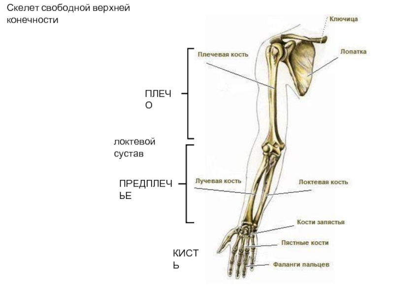 Предплечье на скелете. Скелет верхней конечности свободная конечность. Строение костей свободной верхней конечности. Кости предплечья анатомия человека. Кости верхней конечности анатомия.