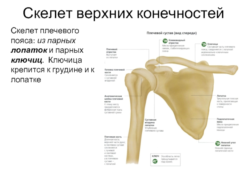 Скелет верхних конечностей лопатка. Скелет верхней конечности лопатка. Кости плечевого пояса строение. Плечевой сустав анатомия верхних конечностей.