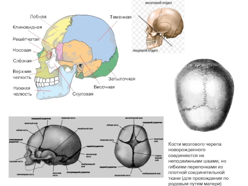 Теменная кость неподвижная. Кости и швы черепа анатомия. Швы черепа сбоку. Швы соединяющие кости черепа. Швы и роднички черепа.