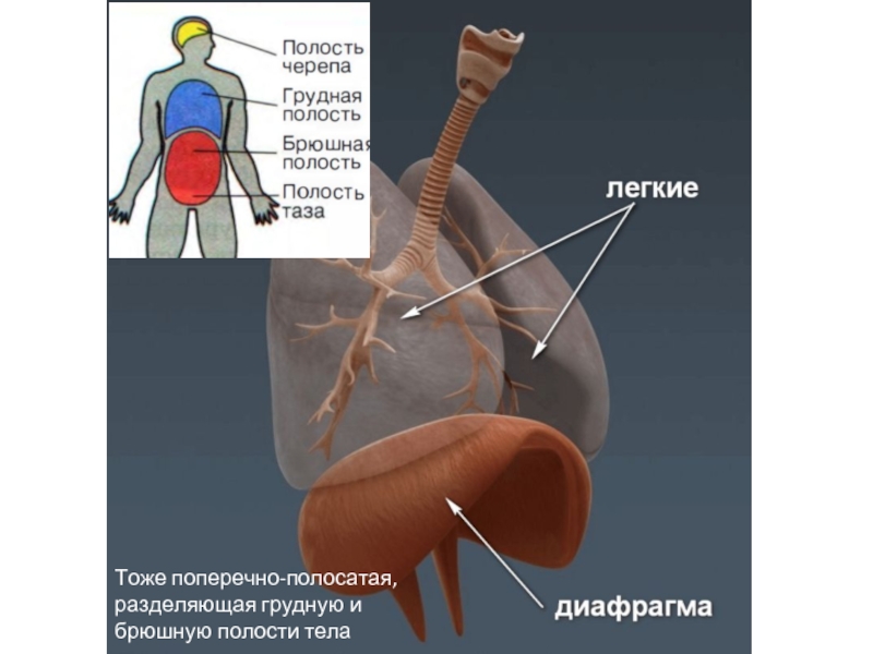 Где находится диафрагма у человека фото симптомы и лечение