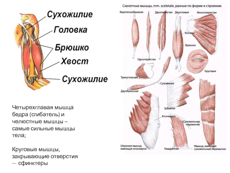 Мышцы самый самый самый. Четырехглавая мышца функции. Сухожилие латеральной широкой мышцы бедра. Самая сильная мышца. Скелетные мышцы это четырехглавая мышца.