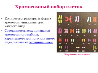 Хромосомный набор клеток
