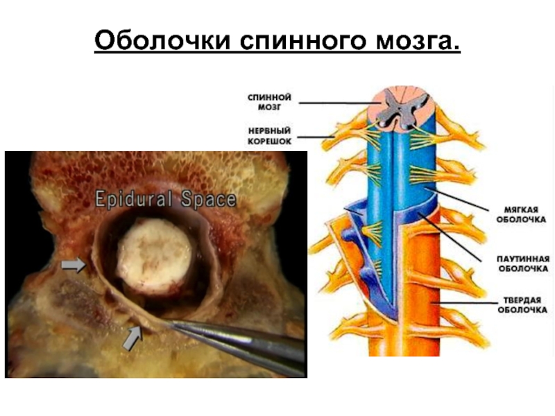 Оболочки мозга картинка