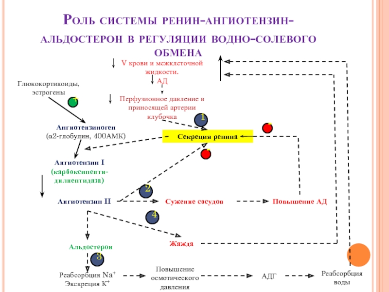 Схема регуляции водно солевого обмена