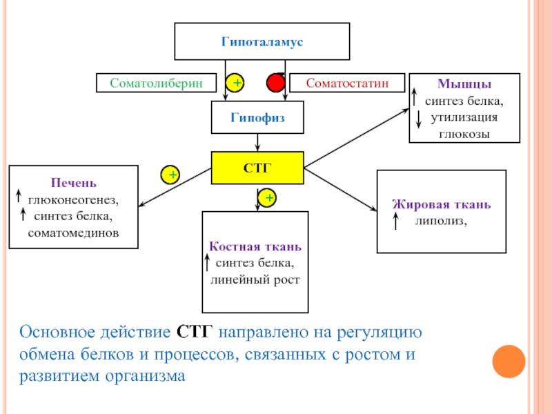 Синтез мышечных белков