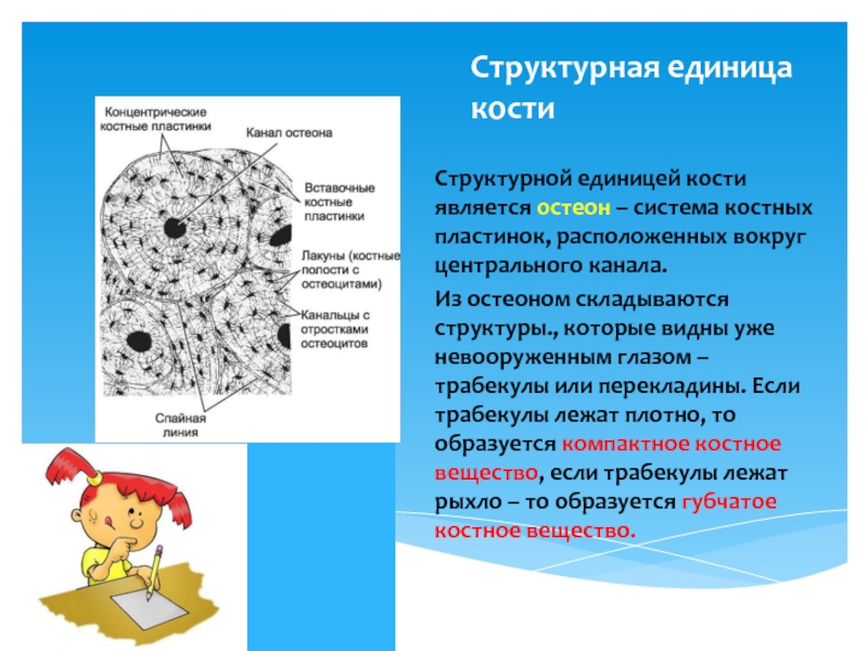 Структурная единица кости остеон