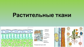 Растительные ткани