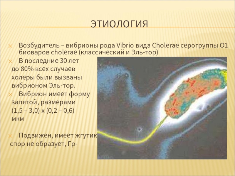 Известно что холерный вибрион вид подвижных
