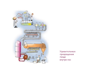 Удивительные превращения пищи внутри нас