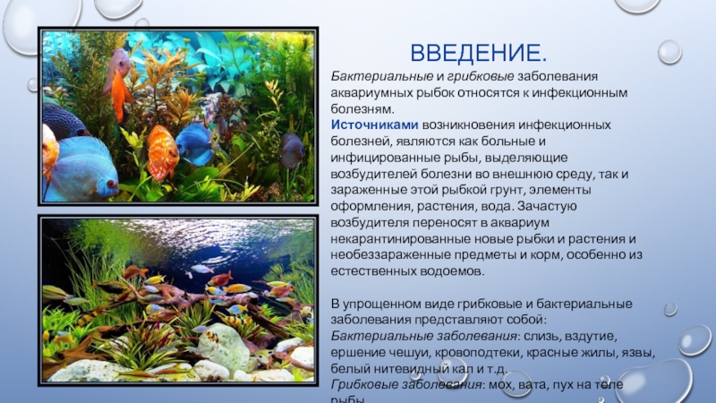 Реферат: Разведение и содержание аквариумных рыб с элементами исследования