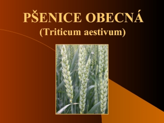 Pšenice obecná (triticum aestivum)