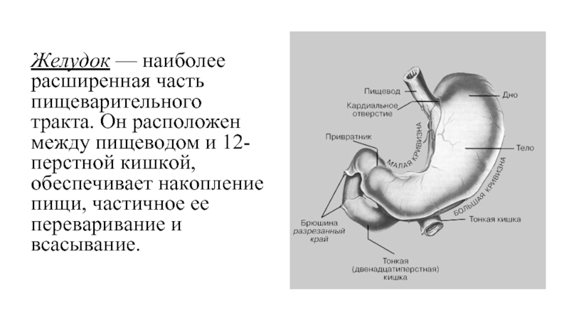 Желудок и 12 перстная кишка схема