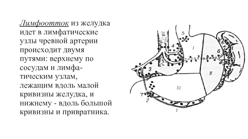 Схема оттока лимфы