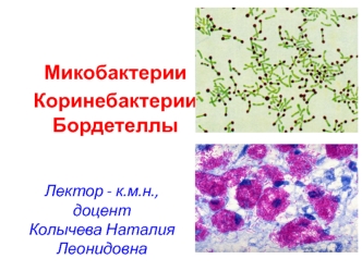 Микобактерии. Коринебактерии. Бордетеллы