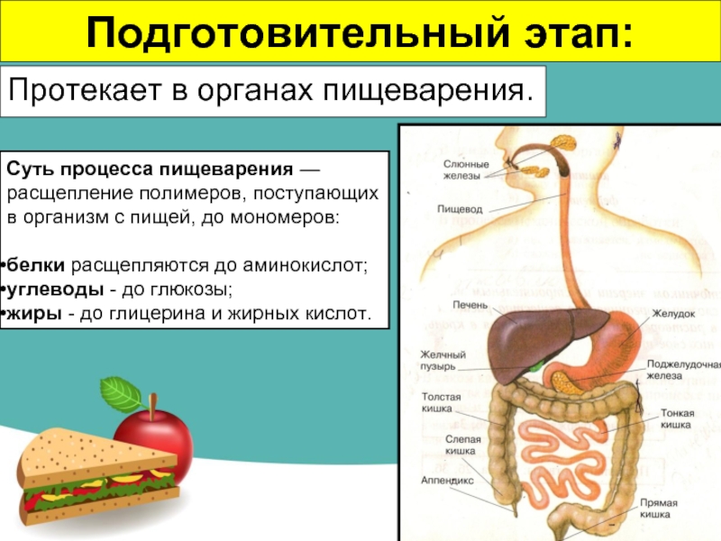 Описание процессов пищеварения