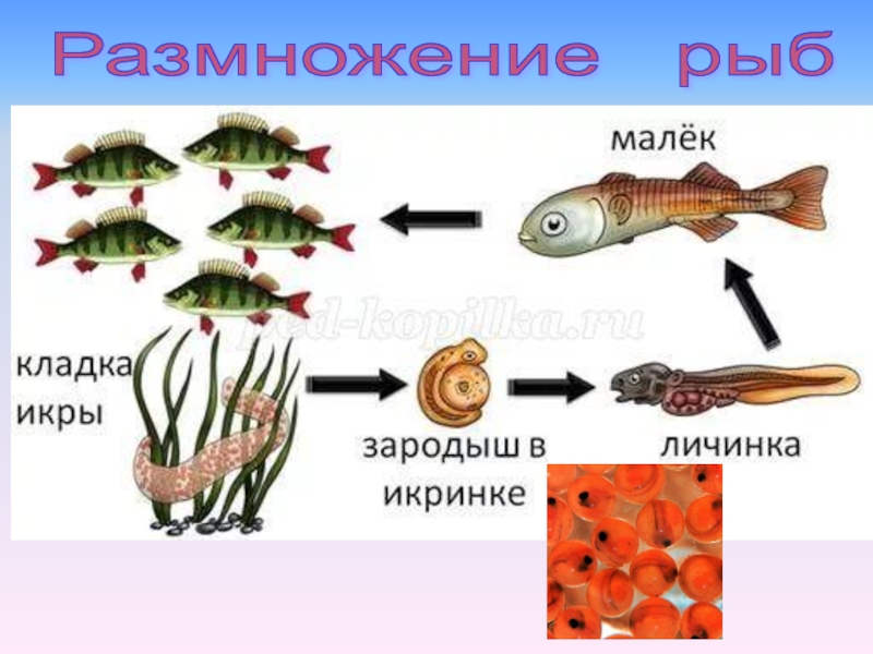 Размножение рыб картинка