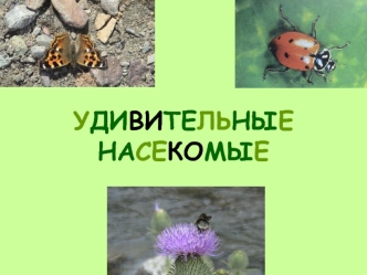 УДИВИТЕЛЬНЫЕ НАСЕКОМЫЕ