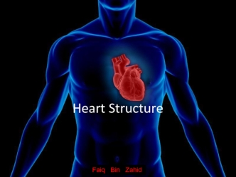 Heart structure and function