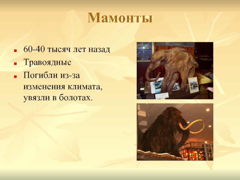 Сколько живут мамонты. Мамонт презентация. Презентация на тему мамонты. Описание мамонта. Доклад про Мамонтов.
