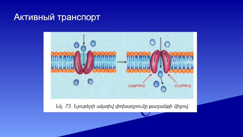 Активный транспорт. Активный транспорт медицина. Активный транспорт o2. • Транспептидазный активный транспорт e ,frnthbq.