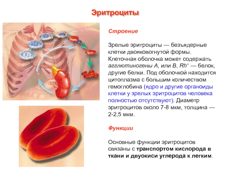 Эритроцит функции клетки. Эритроциты структура цитоплазмы. Строение цитоплазмы эритроцита. Строение эритроцита органоиды. Строение эритроцита внутри.