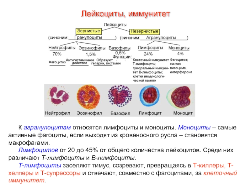 Форма лейкоцитов