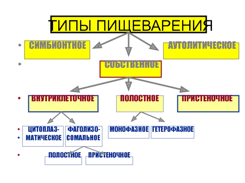 Типы пищеварения у животных. Типы пищеварения. Типы пищеварения физиология. Типы пищеварения Симбионтное.