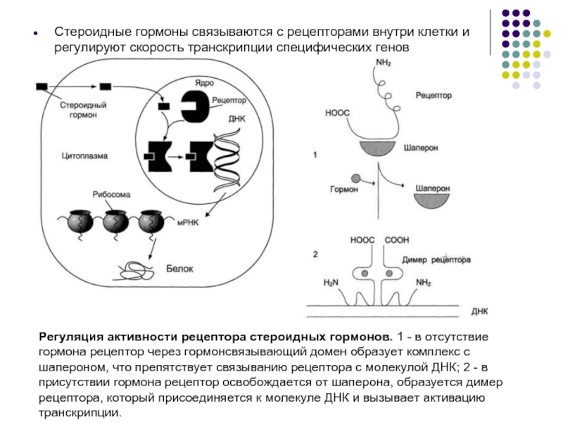 Гормоны презентация фармакология