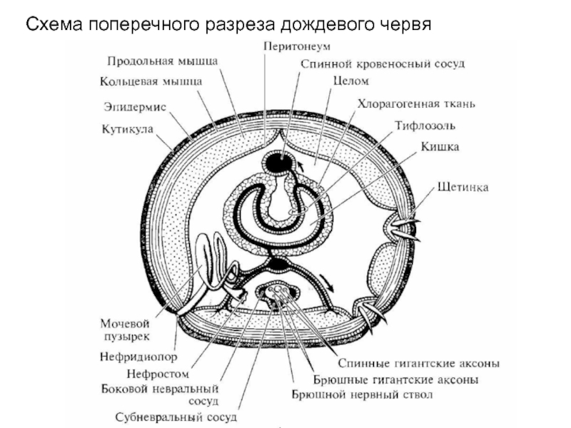 Найди что отмечено на схеме поперечного среза червя цифрой 1