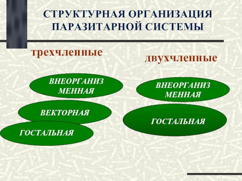 Схема паразитарной системы