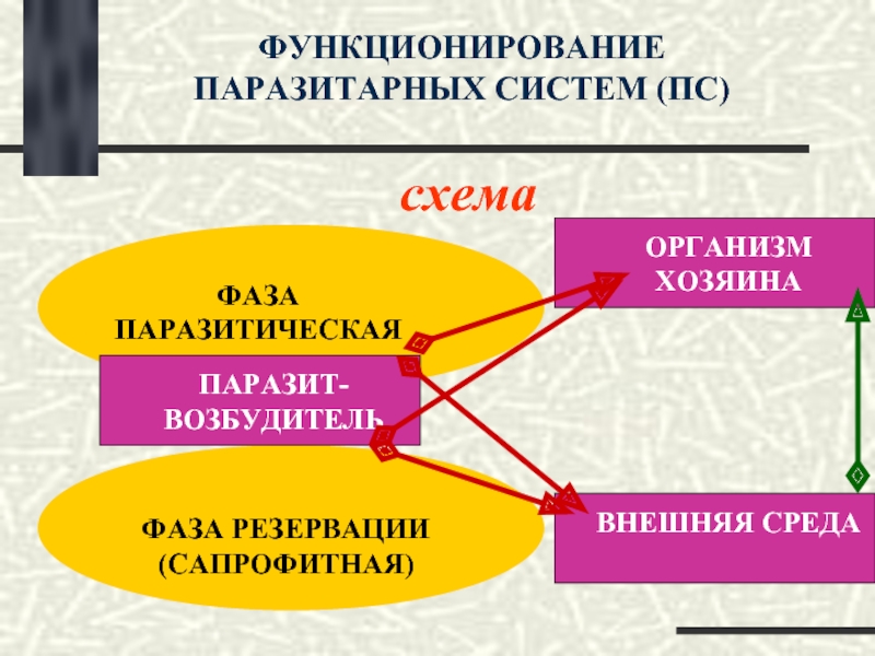 Схема паразитарной системы