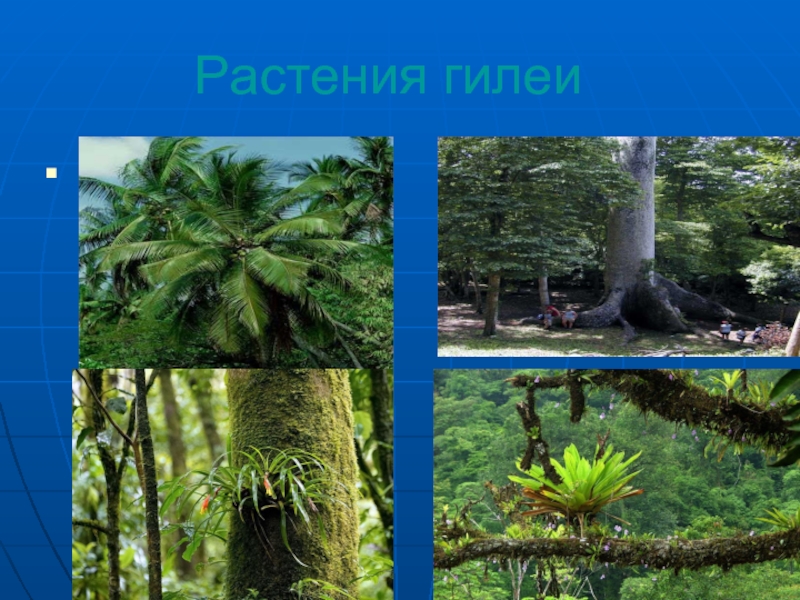 Гилей это. Гилея в Африке. Растения влажных экваториальных лесов Гилея. Гилея Африка растительность. Растительный и животный мир гилеи.