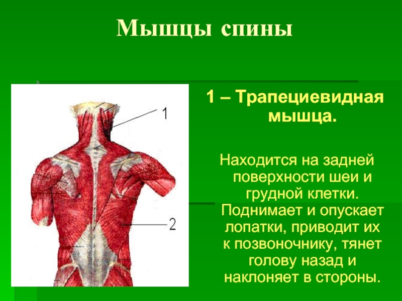 Верхняя трапециевидная. Мышцы спины. Трапециевидная мышца. Трапециевидная мышца спины. Мышцыспинытрапецевидая.