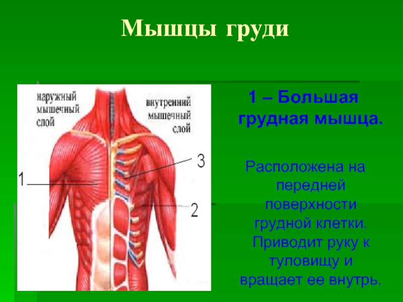 Мышцы грудной клетки. Мышцы груди. Мышцы на грудине. Мышцы передней поверхности грудной клетки.