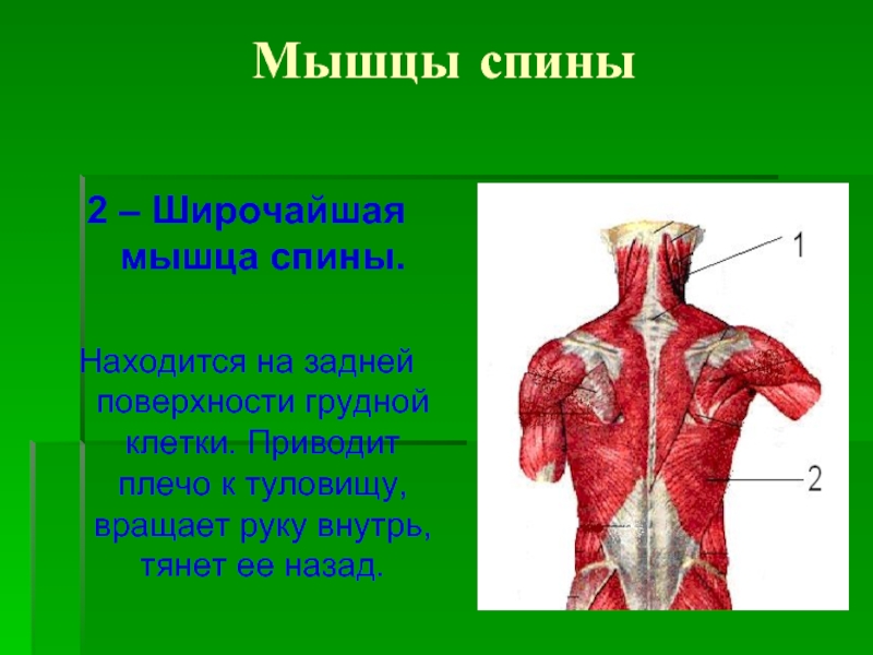 Приводит плечо к туловищу. Мышцы. Мышцы спины презентация. Мышцы приводящие руку к туловищу.