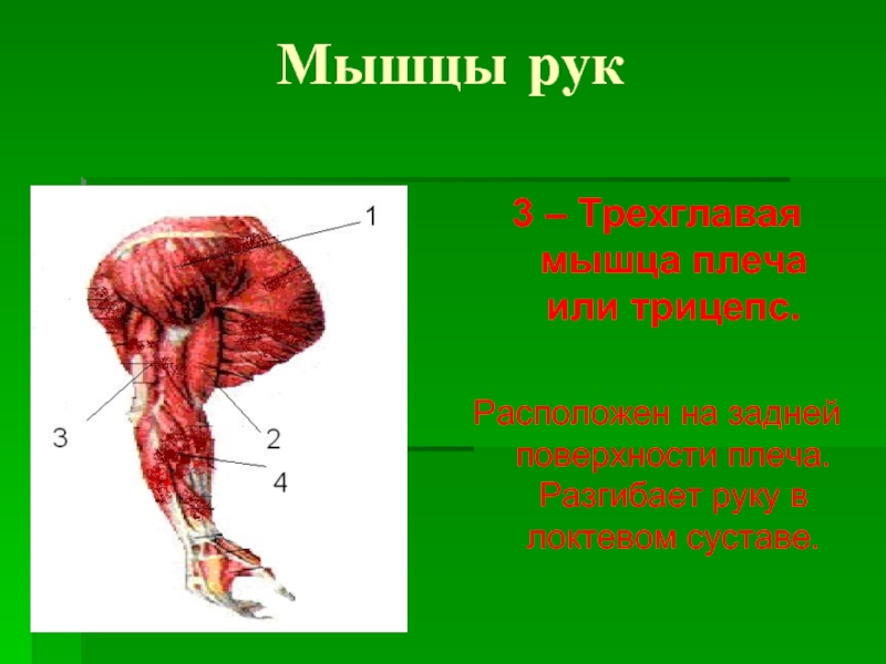 Дельтовидная мышца. Дельтовидная мышца руки. Дельтовидная мышца плеча. Дельтовидная мышца функции. Дельтовидная мышца расположение.