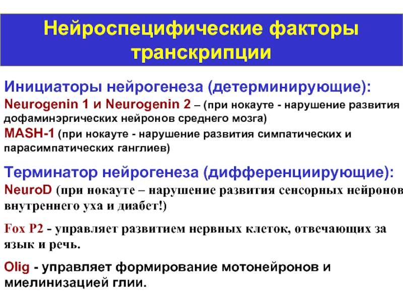 Нейроспецифические факторы транскрипции  Инициаторы нейрогенеза (детерминирующие): Neurogenin 1 и Neurogenin 2