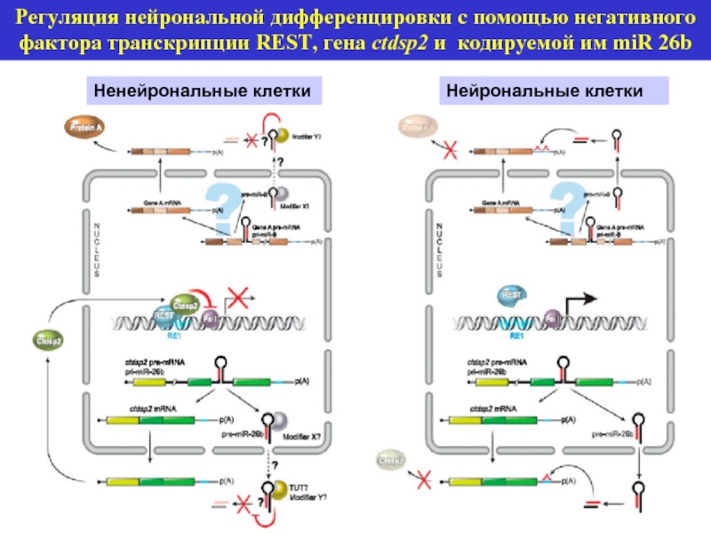 Регуляция нейрональной дифференцировки с помощью негативного фактора транскрипции REST, гена ctdsp2 и
