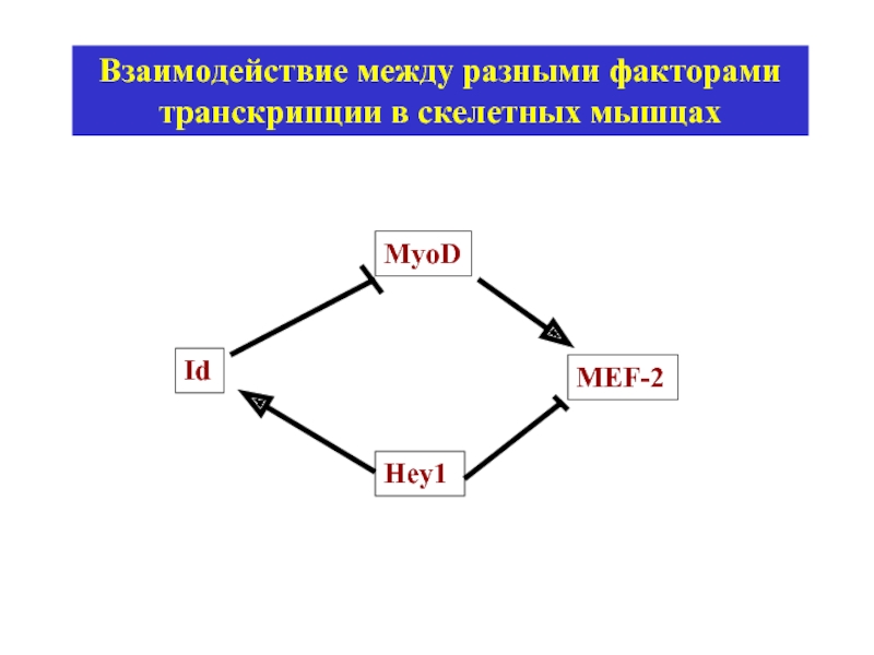 Между разными. 6 Факторов транскрипции. Взаимосвязь между факторами. Транскрипционные факторы в скелетной мышечной ткани. Взаимодействие между 1.