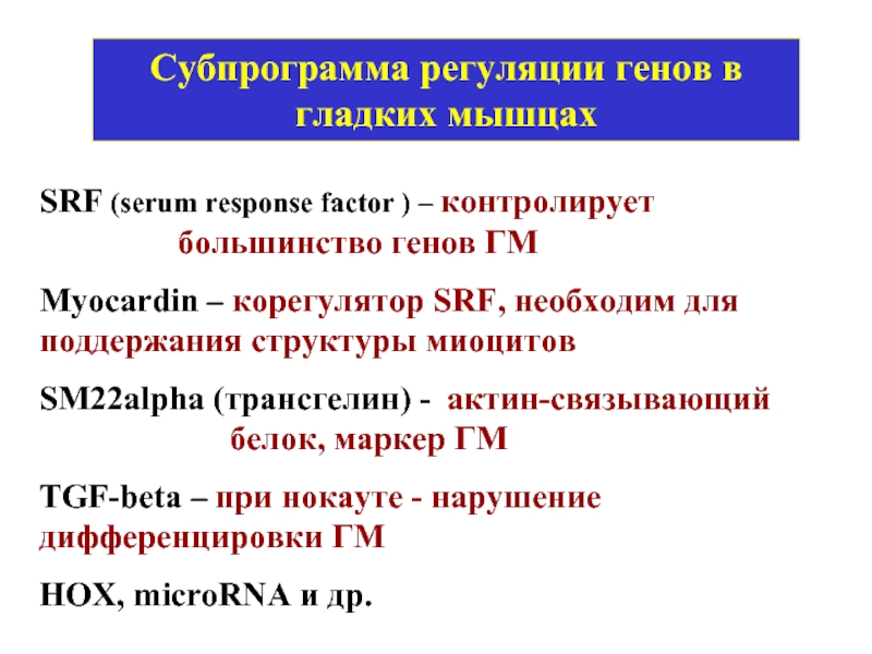 Субпрограмма регуляции генов в гладких мышцах  SRF (serum response factor )