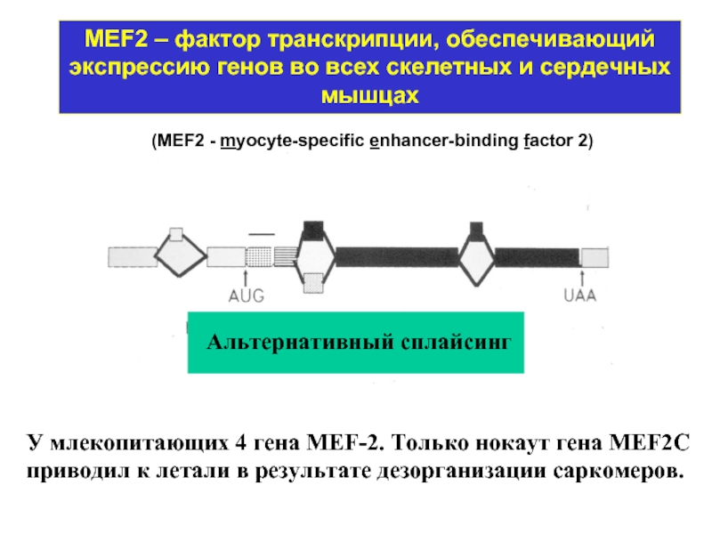 MEF2 – фактор транскрипции, обеспечивающий экспрессию генов во всех скелетных и